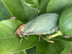 Cystosoma saundersii