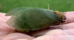 Cystosoma saundersii