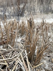 Cenchrus tribuloides