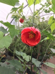 Abutilon × hybridum