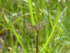 Elophila ekthlipsis