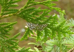 Elophila ekthlipsis