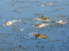 Prochilodus lineatus