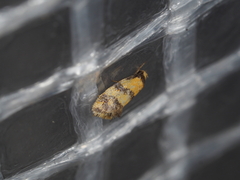 Psaroxantha calligenes