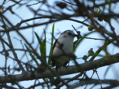 Fluvicola albiventer