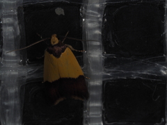 Heteroteucha dichroella