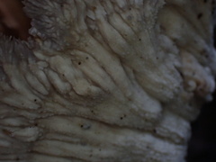 Cymatoderma