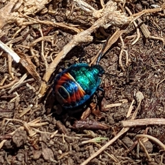 Parajalla sanguineosignata