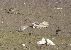 Calidris bairdii