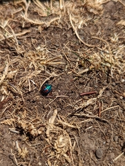 Parajalla sanguineosignata