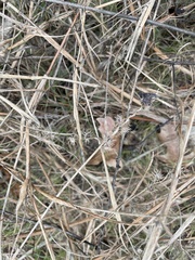 Cenchrus longispinus