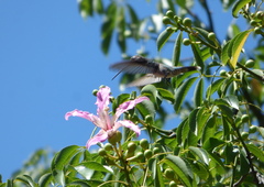 Heliomaster furcifer