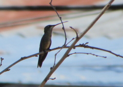 Heliomaster furcifer