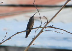 Heliomaster furcifer