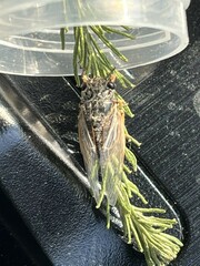 Myopsalta coolahensis