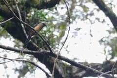 Dendrocitta cinerascens