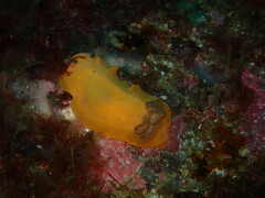 Aphelodoris