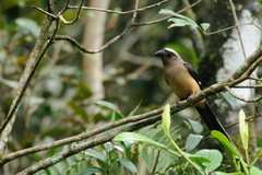 Dendrocitta cinerascens