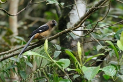 Dendrocitta cinerascens