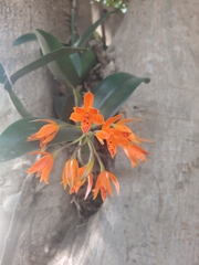 Guarianthe aurantiaca