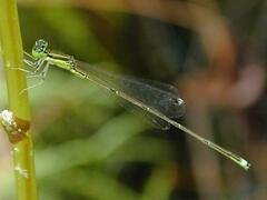 Ischnura prognata