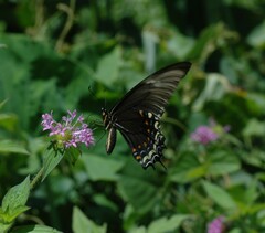 Heraclides androgeus reyesorum