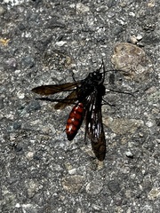 Elaphroptera