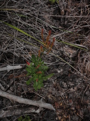 Angiospermae