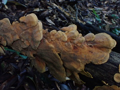 Xylobolus spectabilis