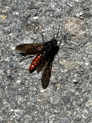 Elaphroptera