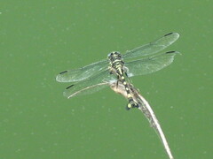 Sinictinogomphus clavatus