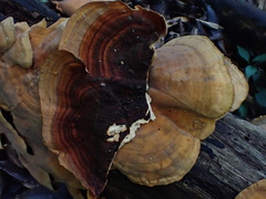 Xylobolus spectabilis