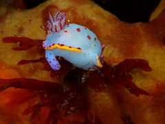 Hypselodoris bennetti