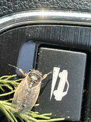 Myopsalta coolahensis