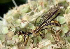 Spaminta minjerribae