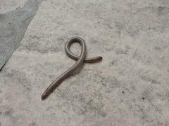 Amphisbaena darwinii