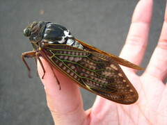 Graptopsaltria nigrofuscata