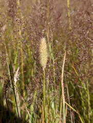 Phleum
