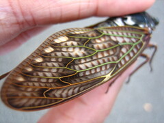 Graptopsaltria nigrofuscata