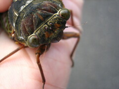 Graptopsaltria nigrofuscata