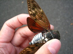 Graptopsaltria nigrofuscata