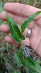 Persicaria strigosa