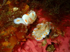 Goniobranchus tasmaniensis