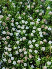 Baccharis magellanica