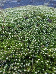 Baccharis magellanica