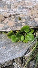 Geum cockaynei