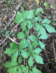 Eleutherococcus sieboldianus