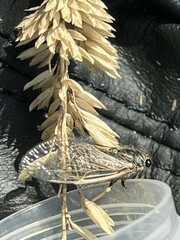 Myopsalta wollomombi