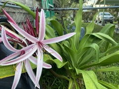Crinum × amabile