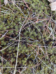 Polytrichum juniperinum